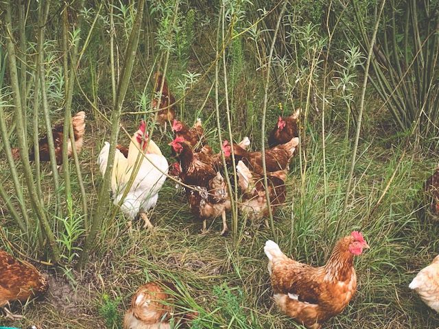 Hühner auf einer Wiese auf einem Landvergnügen Hof, dem Stellplatzführer zum Übernachten in der Natur