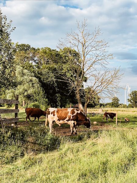 Drei Kühe auf einer grünen Weide auf einem Landvergnügen Hof