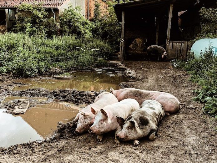 Vier Schweine auf matschigen Untergrund beim Siebengiebelhof, ein Landvergnügen Bauernhof zum Übernachten
