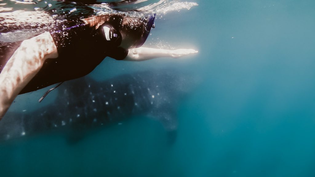 Frau schwimmt neben einem Walhai in Baja California