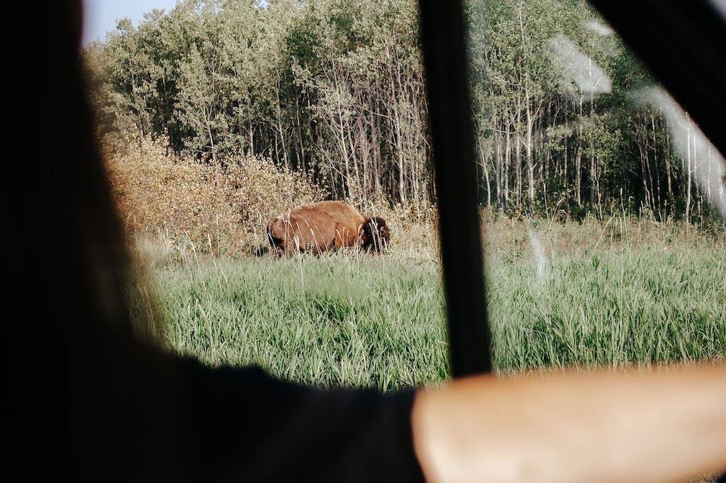 Elk Island Nationalpark Kanada Bisons
