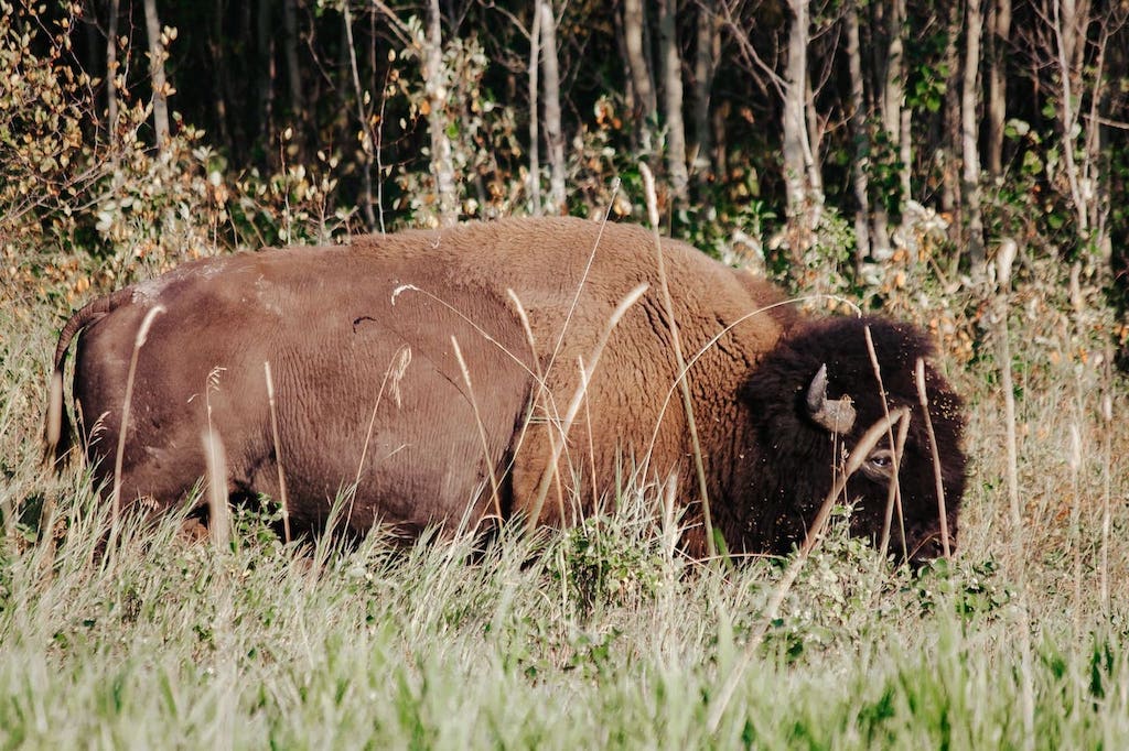 Elk Island Nationalpark Bisons