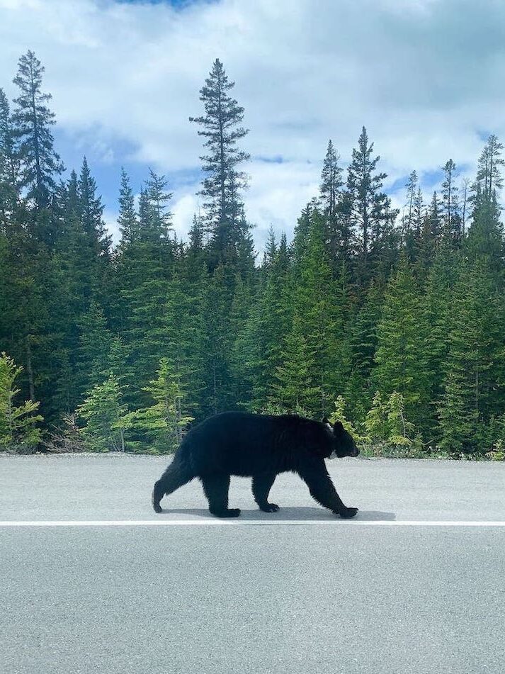 Bären Banff Nationalpark