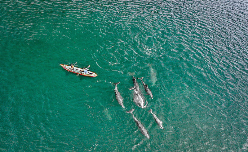 Ein Drohnenbild von einer Delfinschule und einem Paar in einem Kayak in der Bahia de Concepcion in Baja California