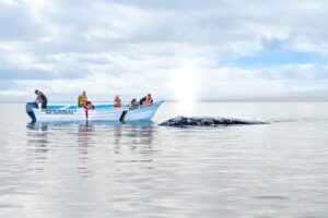 Ein Whale Watching Boot in der Lagune Ojo de Liebre in Baja California. Touristen sind auf dem Boot und man sieht den Kopf eines Wales, der vor dem Boot aus dem Wasser auftaucht. Der Himmel ist leicht bewölkt und das Wasser ist spiegelglatt.