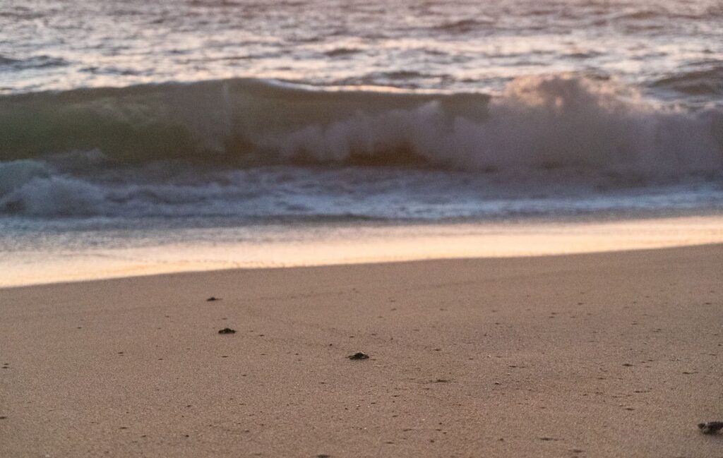 Schildkröten laufen auf den Pazifik zu an einem Strand in Baja Califonia