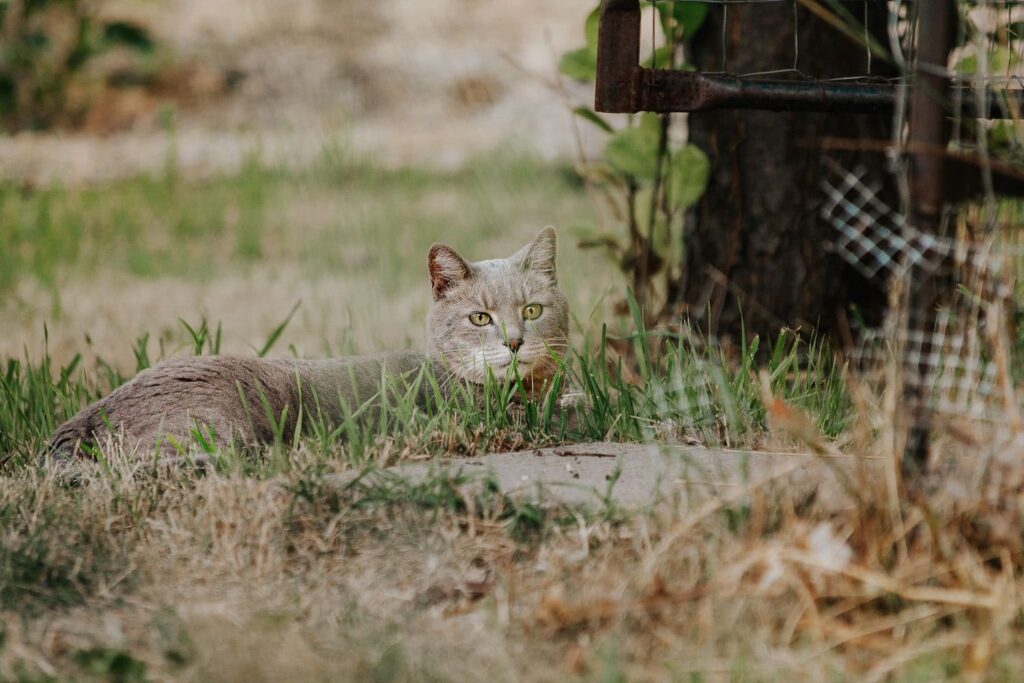 Auf diesem Bild sehen wir eine Katze, die auf dem Gras neben einem Hühnerstahl liegt. Die Katze hat ein weiches, flauschiges Fell. Sie liegt entspannt im Gras.  Es ist offensichtlich, dass die Katze von einem liebevollen Petsitter betreut wird, der über Trustedhousesitters gefunden wurde.