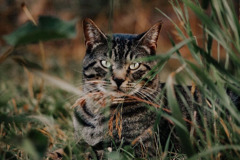 Die Katze auf diesem Bild sitzt entspannt im Gras und beobachtet den Fotografen. Das Fell der Katze ist weich und flauschig, und ihre Augen sind groß und ausdrucksstark. Im Hintergrund ist grünes Gras. Es ist offensichtlich, dass die Katze in guten Händen ist und von einem vertrauenswürdigen Petsitter über Trustedhousesitters betreut wird.